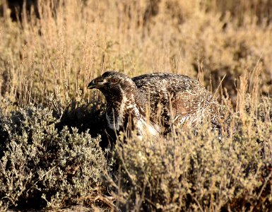 Greater sage-grouse at Seedskadee National Wildlife Refuge