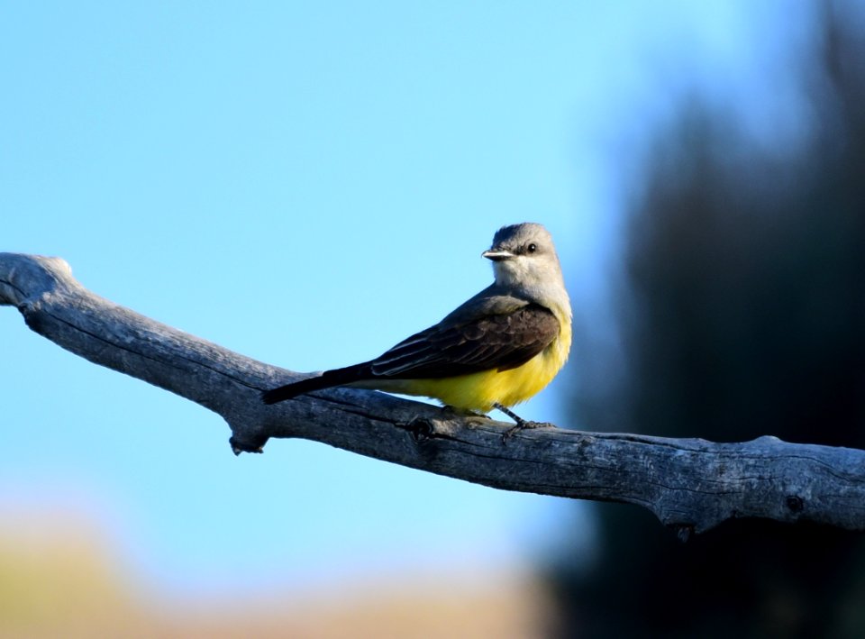 Western Kingbird at Seedskadee National Wildlife Refuge