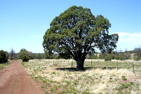 Six Feet Under Tree