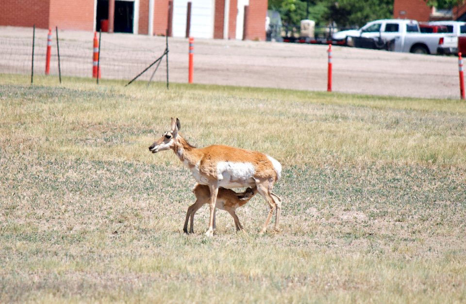 Pronghorn nursing