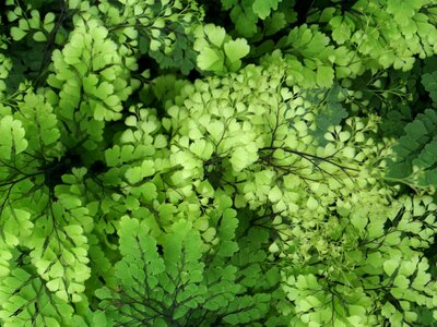 Green detail leaf photo
