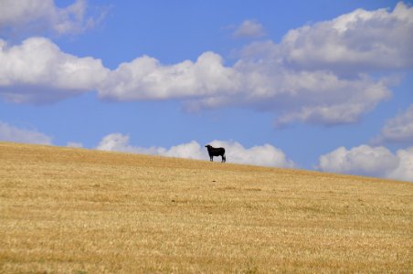 Campo Charro