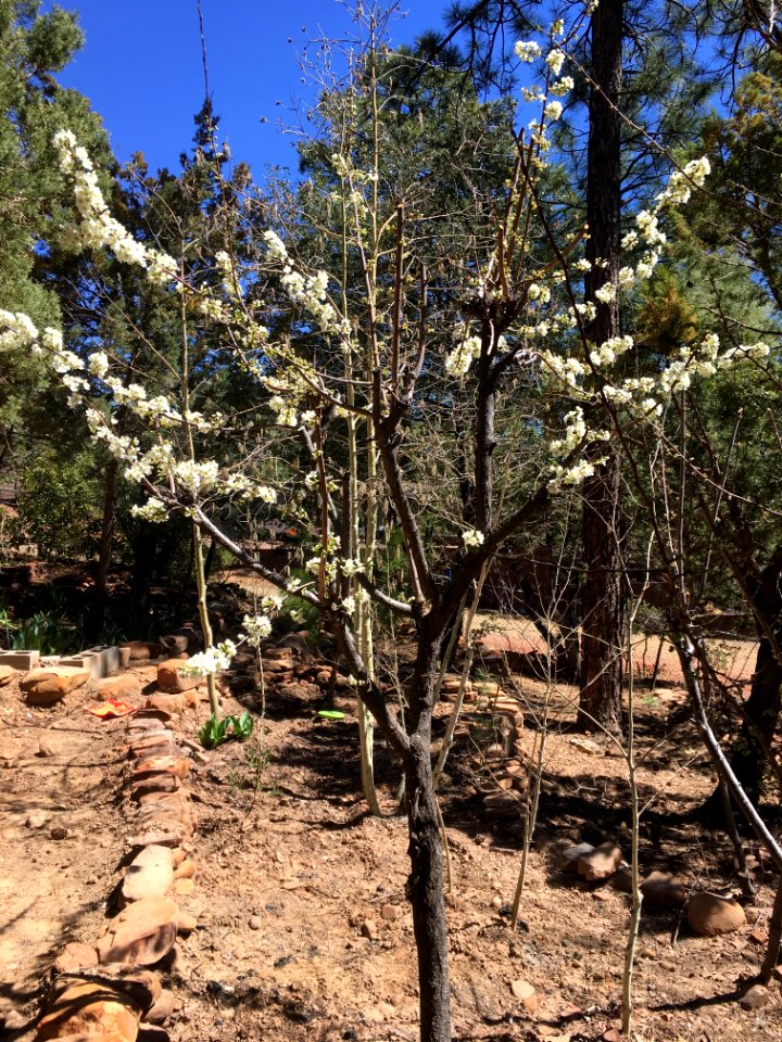 Plum Tree in Bloom