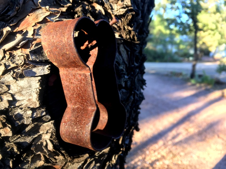 Rusted Bone