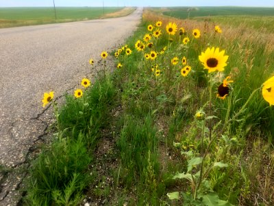 Roadside Susans
