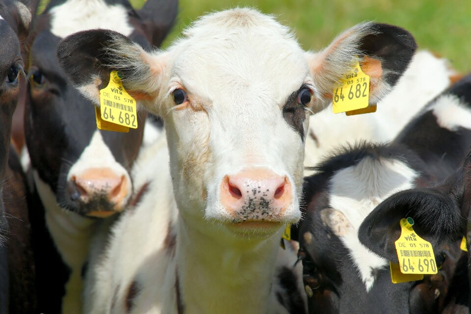 Agriculture cute livestock