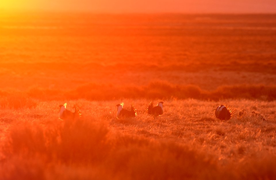 Greater sage-grouse near Seedskadee National Wildlife Refuge