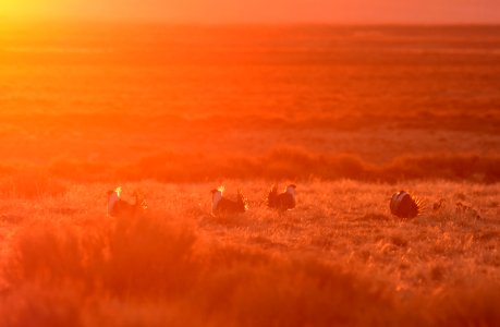 Greater sage-grouse near Seedskadee National Wildlife Refuge