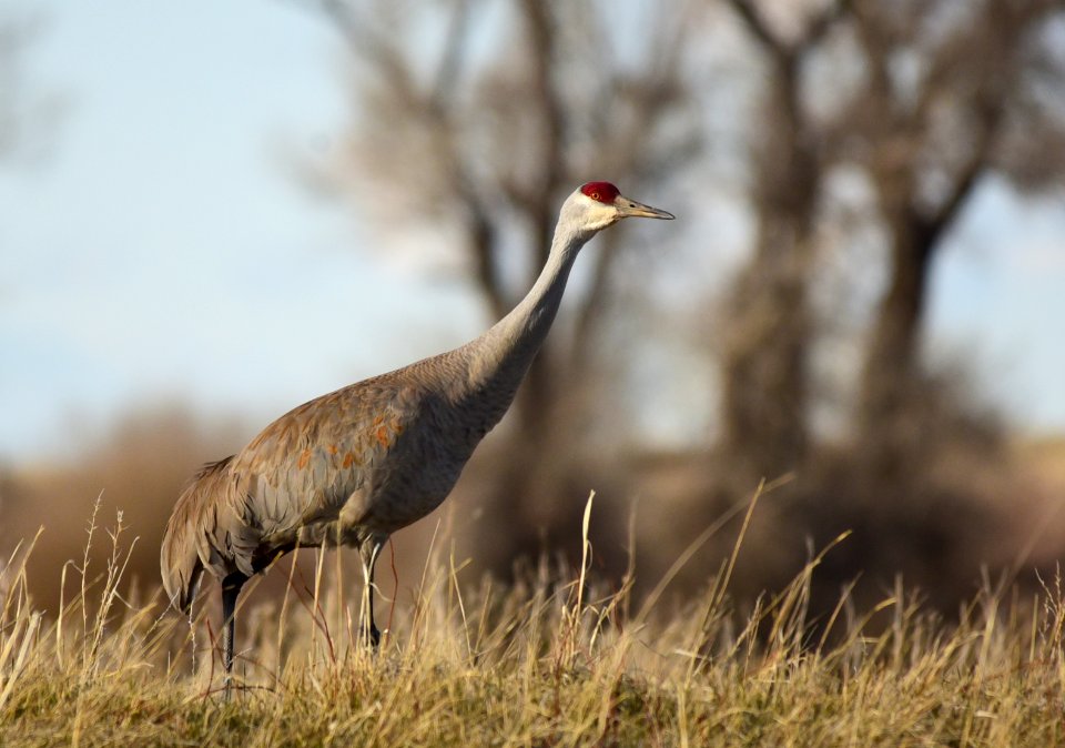 Sandhill crane on Seedskadee National Wildlife Refuge