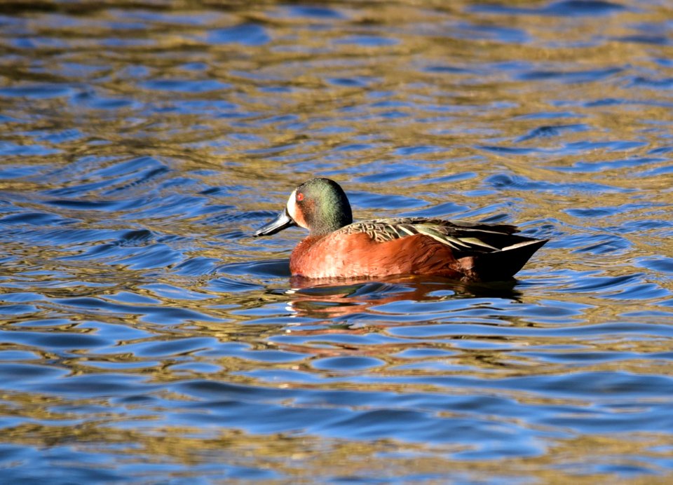 Cinnamon teal X blue-winged teal drake hybrid at Seedskadee National Wildlife Refuge