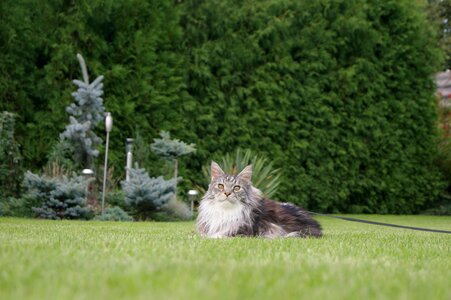 Domestic cat green maine coon photo