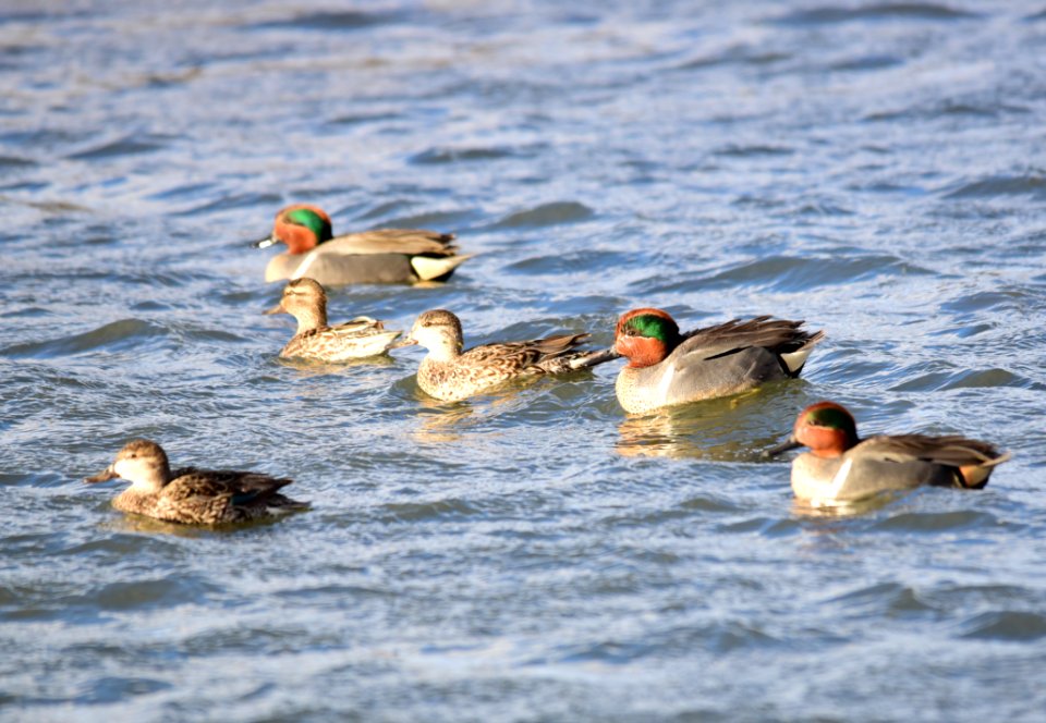 Green-winged teal at Seedskadee National Wildlife Refuge