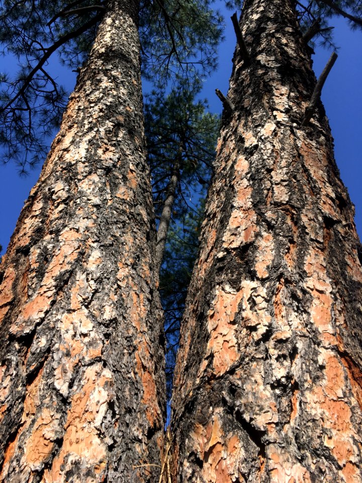 Siamese Ponderosa Twins