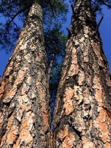Siamese Ponderosa Twins