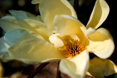Yellow Magnolia photo