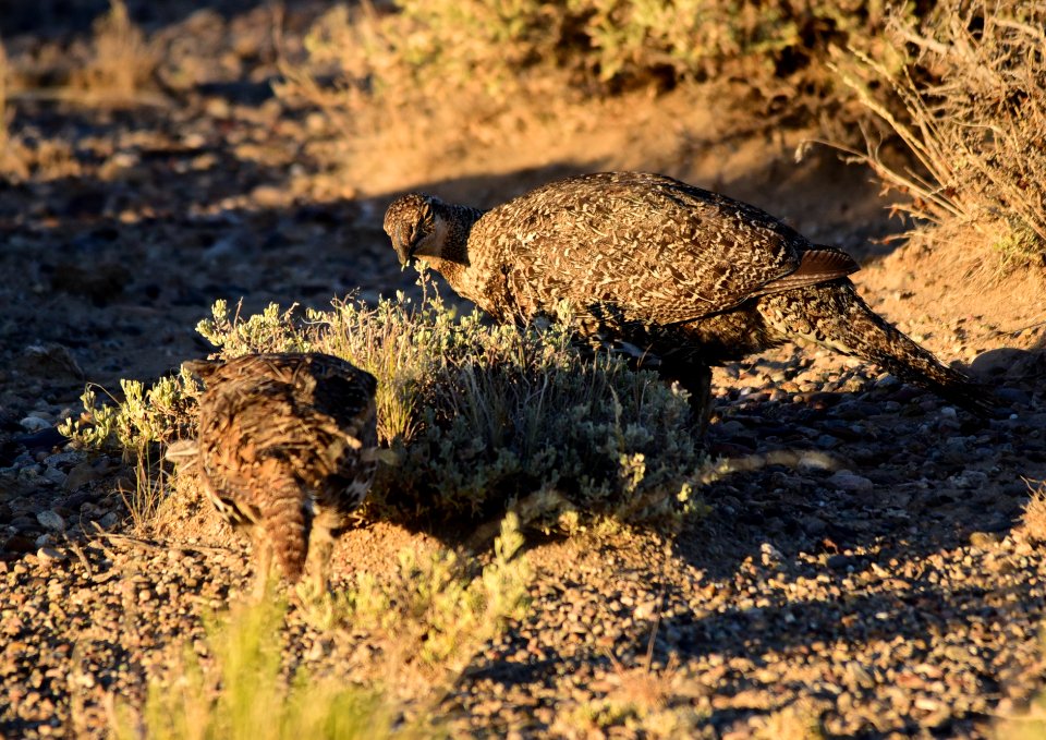 Greater sage-grouse on Seedskadee National Wildlife Refuge