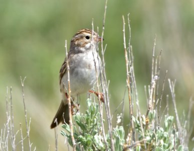 Brewer's sparrow at Seedskadee National Wildlife Refuge