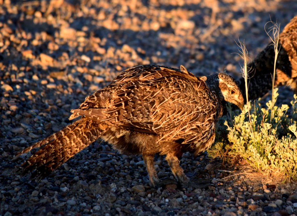 Greater sage-grouse at Seedskadee National Wildlife Refge