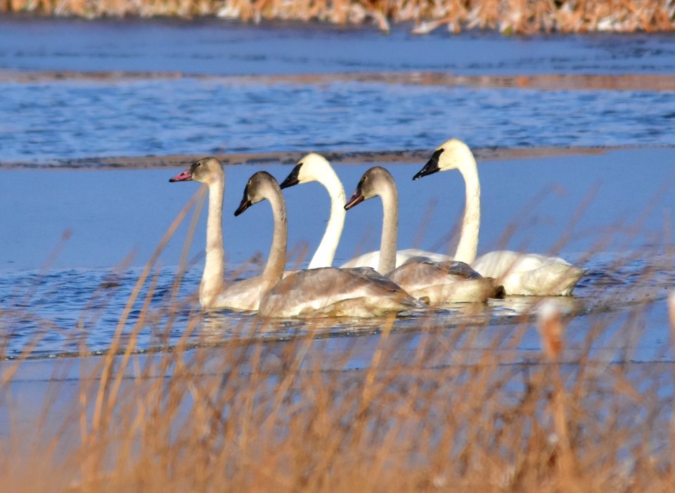 Trumpeter swans at LaCreek National Wildlife Refuge