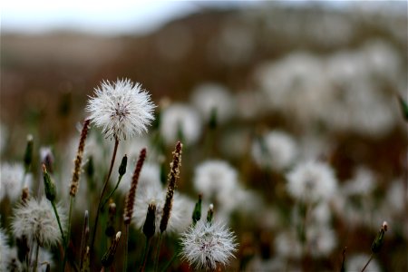 Puffballs