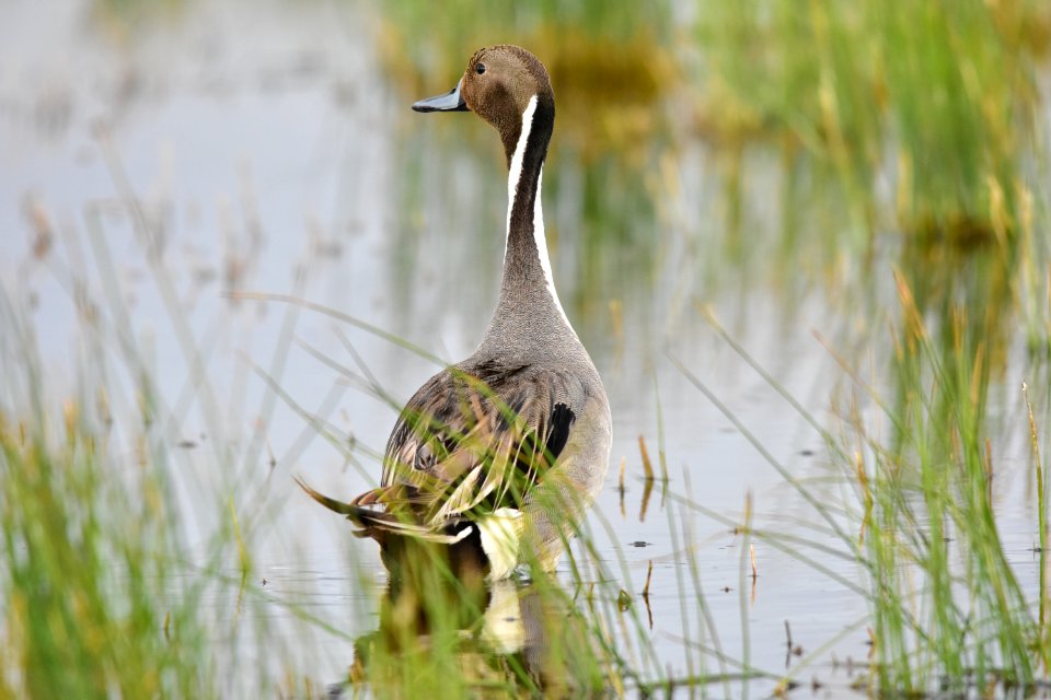 Northern pintail at Seedskadee National Wildlife Refuge