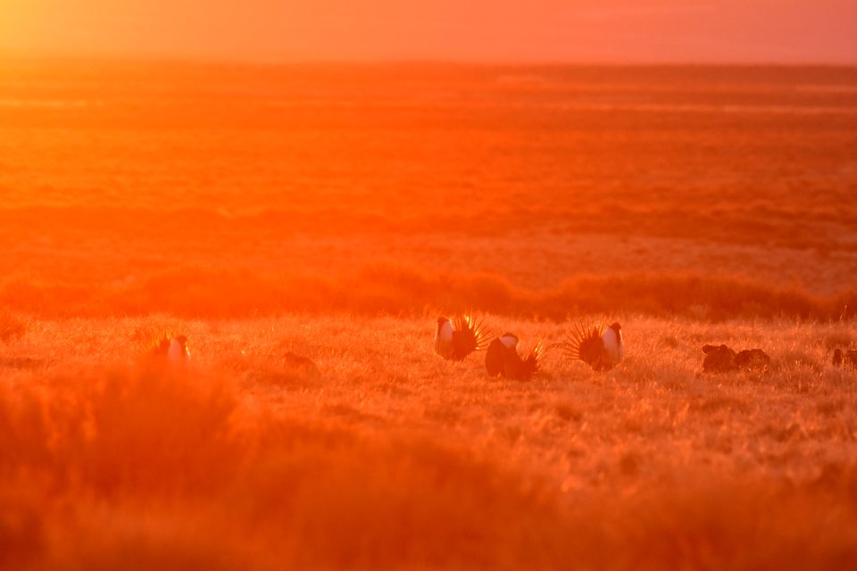 Greater sage-grouse near Seedskadee National Wildlife Refuge