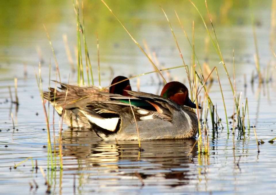 Green-winged teal at Seedskadee National Wildlife Refuge