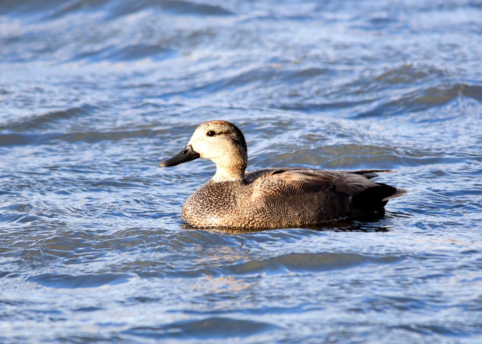 Gadwall on Seedskadee National Wildlife Refuge