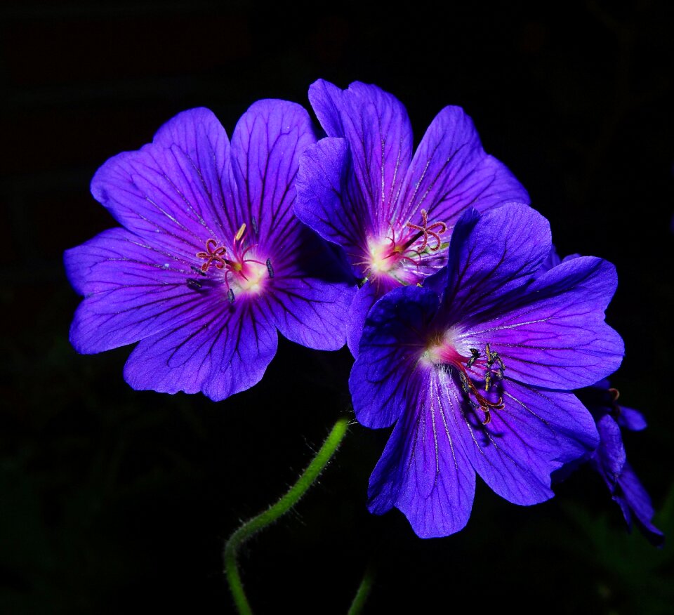 Close up color backlighting