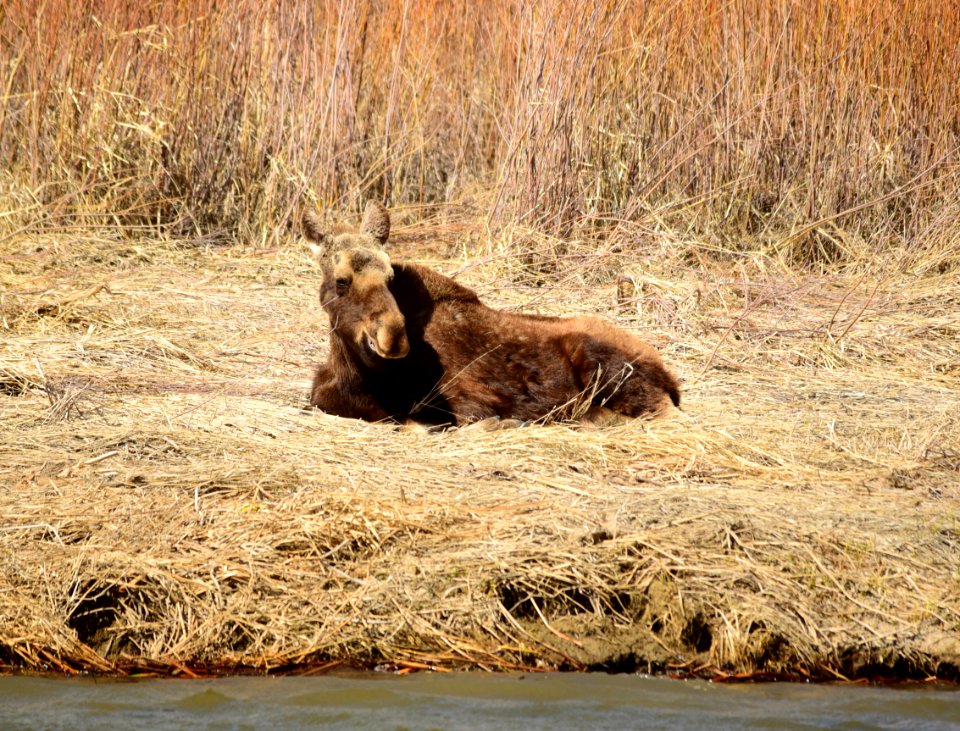 Young bull moose at Seedskadee National Wildlife Refuge