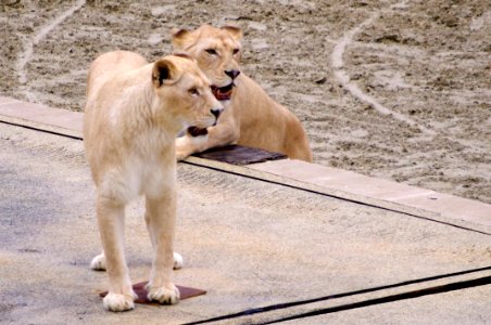 liones au puy du fou