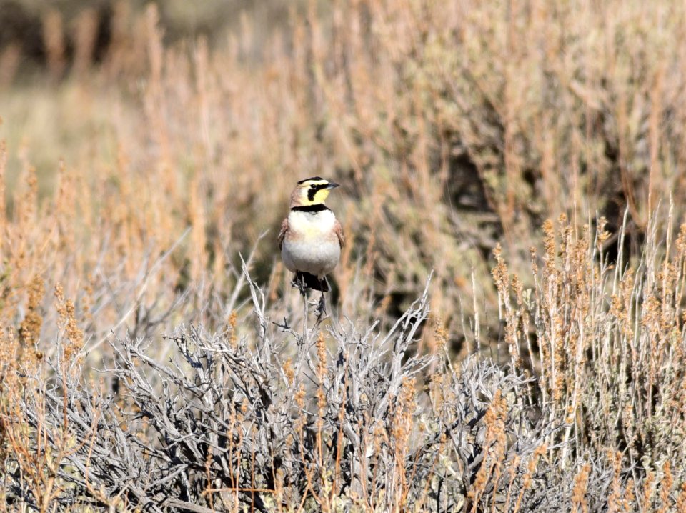 Horned lark at Seedskadee National Wildlife Refuge