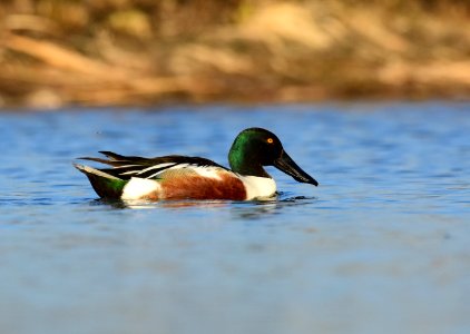 Northern shoveler at LaCreek National Wildlife Refuge