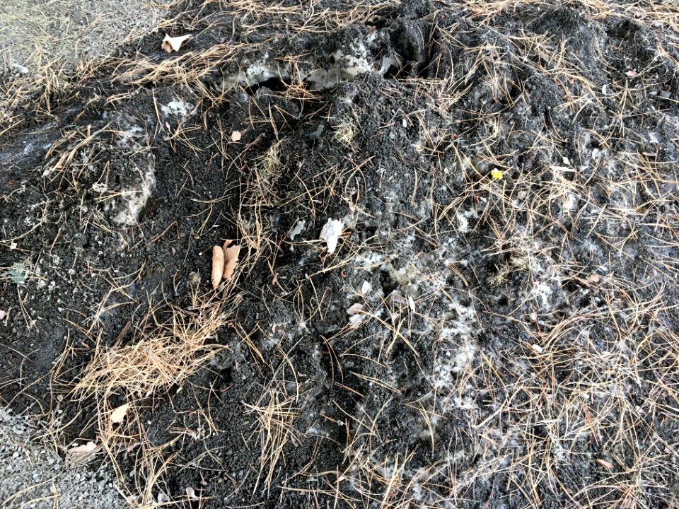 That Camouflaged Pile of Old Snow