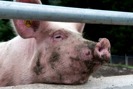 Happy Pig photo