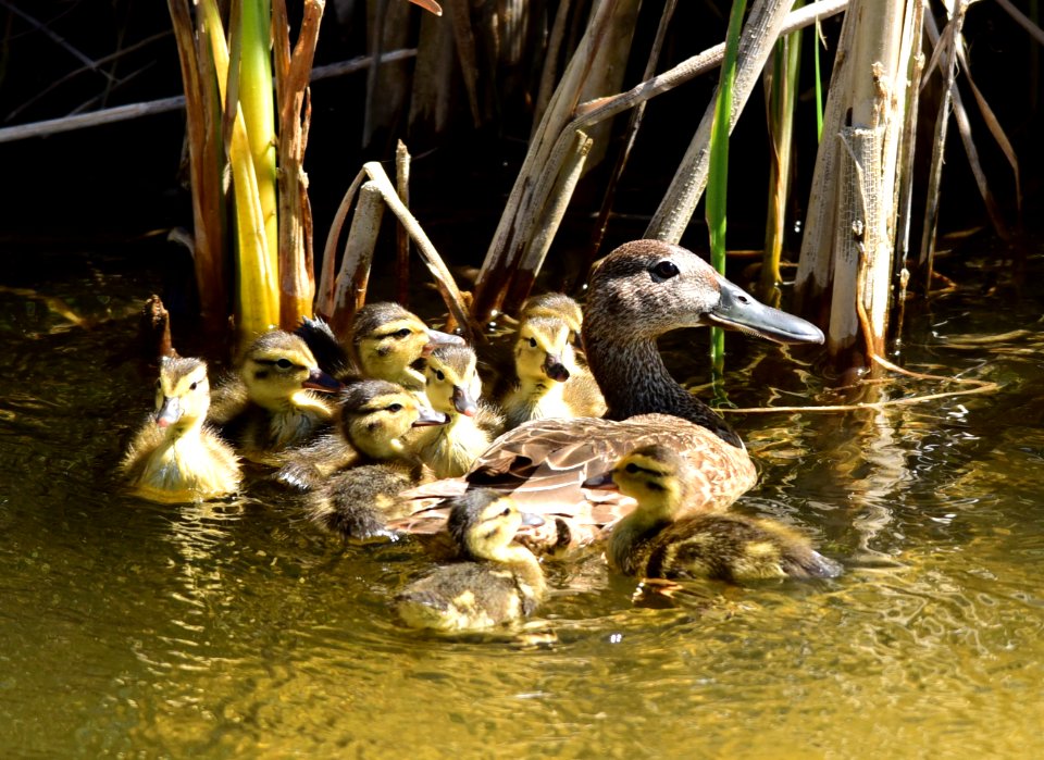 Cinnamon teal at Seedskadee National Wildlife Refuge