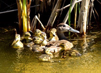 Cinnamon teal at Seedskadee National Wildlife Refuge