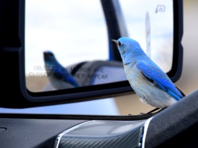 Mountain bluebird at Seedskadee National Wildlife Refuge