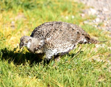 Greater sage-grouse at Seedskadee National Wildlife Refuge