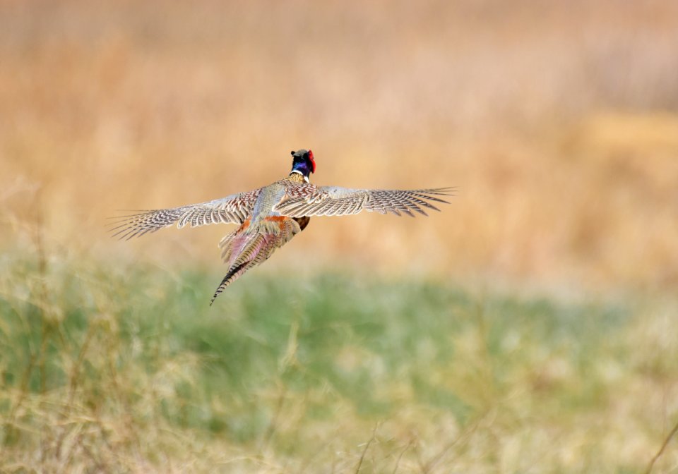 Ring-necked pheasant at LaCreek National Wildlife Refuge