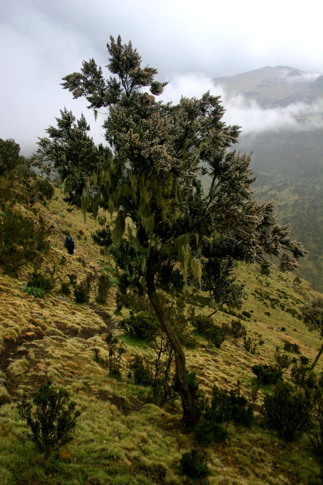 Simien Mountains National Park, Ethiopian Highlands photo