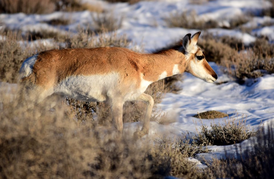 Pronghorn at Seedskadee National Wildlife Refuge