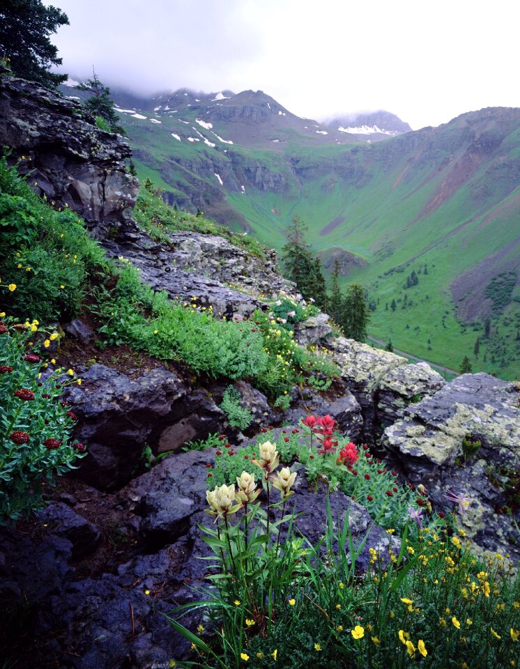 Meadow nature flower