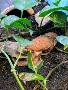 Black Breasted Leaf Turtle