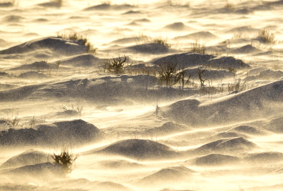 Sage Steppe in winter at Seedskadee National Wildlife Refuge