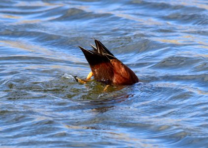 Cinnamon teal at Seedskadee National Wildlife Refuge