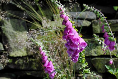 Nature summer purple photo