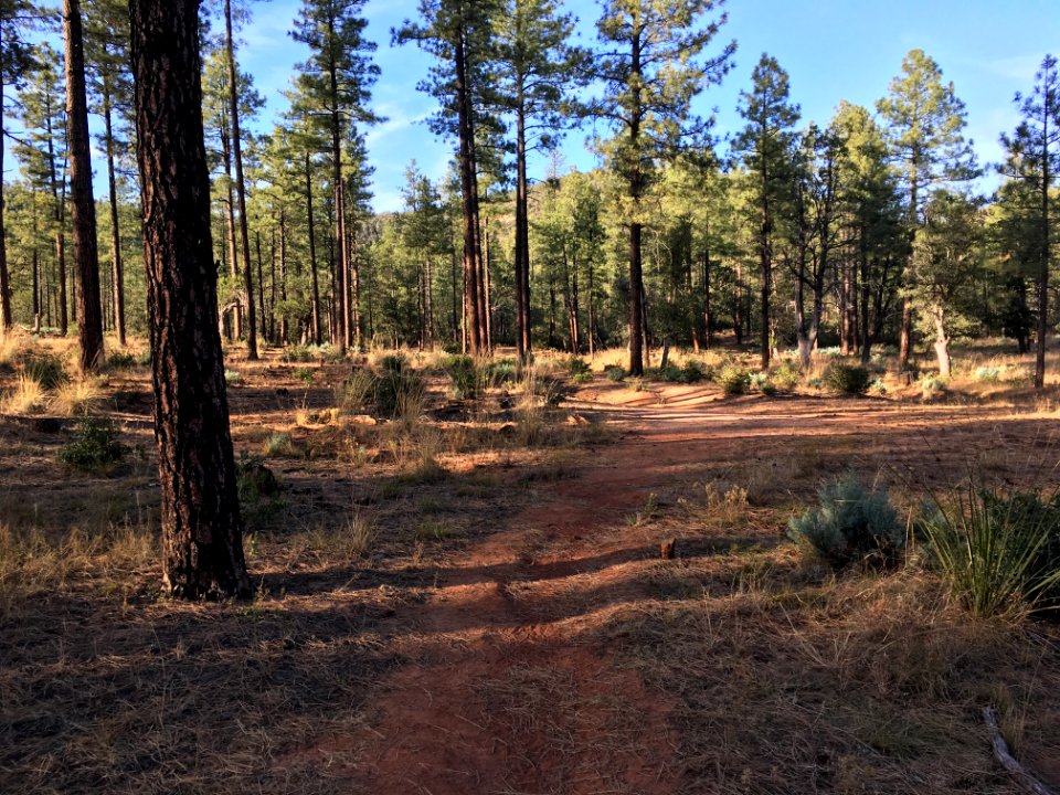 Late Afternoon Stroll in the Forest