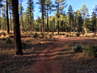 Late Afternoon Stroll in the Forest