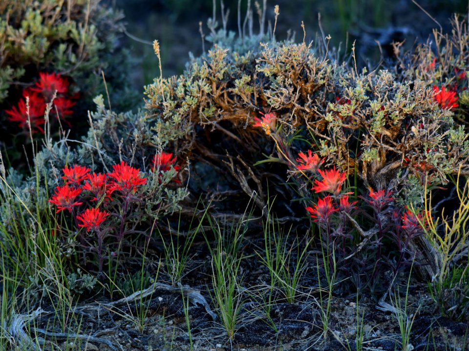 Wyoming big sagebrush and Indian paintbrush at Seedskadee National Wildlife Refuge